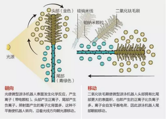沿血管游動(dòng)的微型機(jī)器人，可在光的控制下精準(zhǔn)行進(jìn)